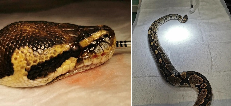 Infezione batterica all'occhio, pitone salvato dai veterinari a Bolzano